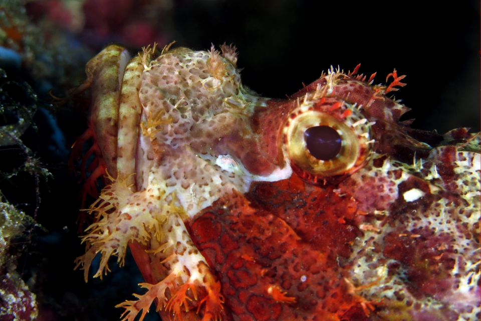 Scorpaenopsis oxycephala ou venosa