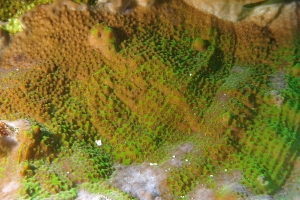 Corail en plaque