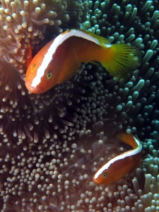 Amphiprion sandaracinos, Stichodactyla mertensii