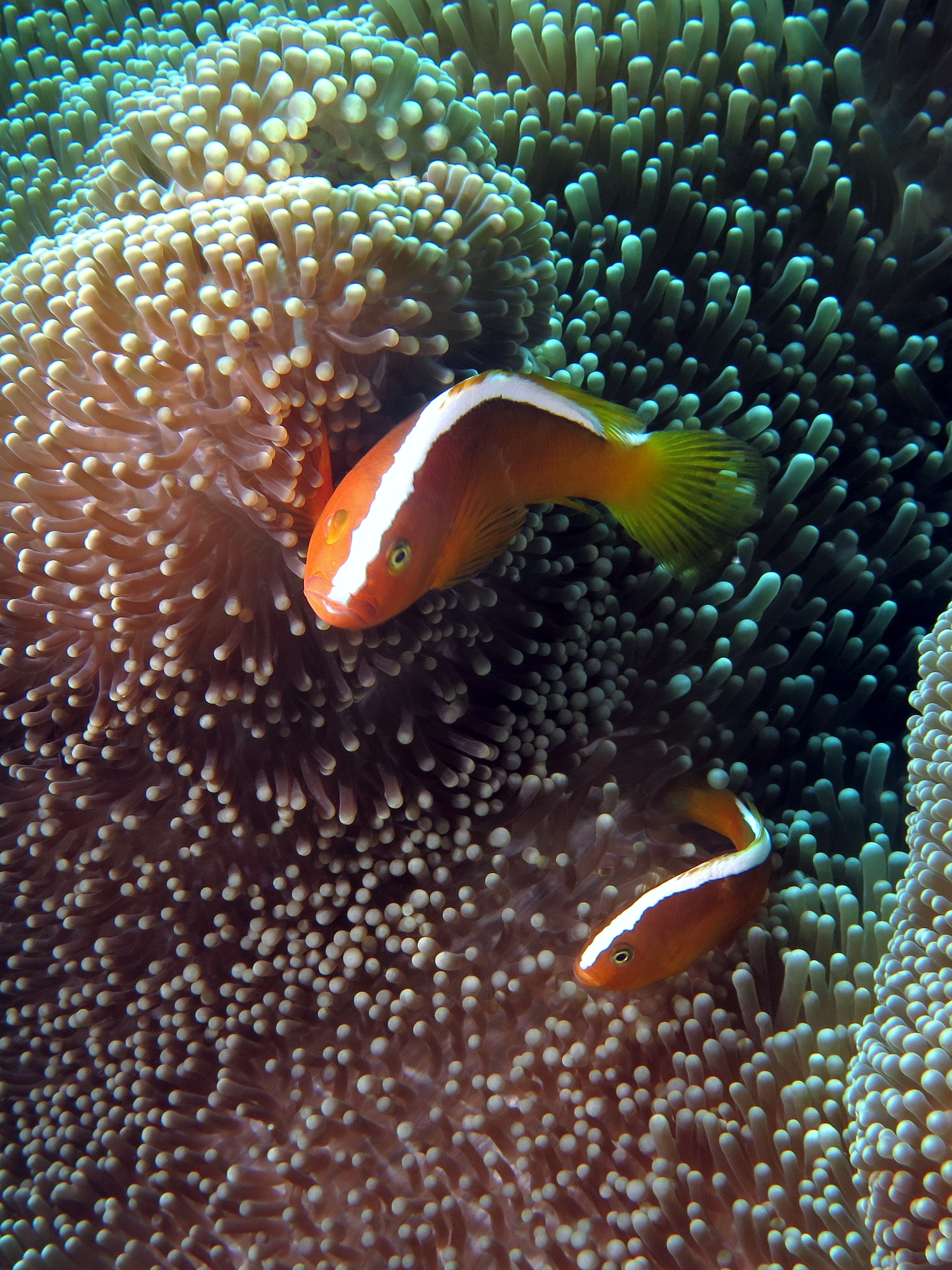 Amphiprion sandaracinos, Stichodactyla mertensii