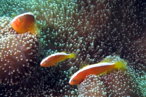 Amphiprion sandaracinos, Stichodactyla mertensii