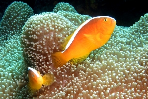 Amphiprion sandaracinos, Stichodactyla mertensii