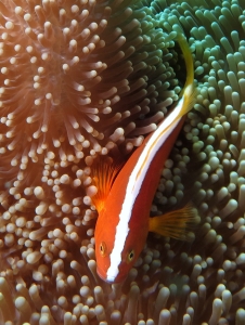 Amphiprion sandaracinos, Stichodactyla mertensii