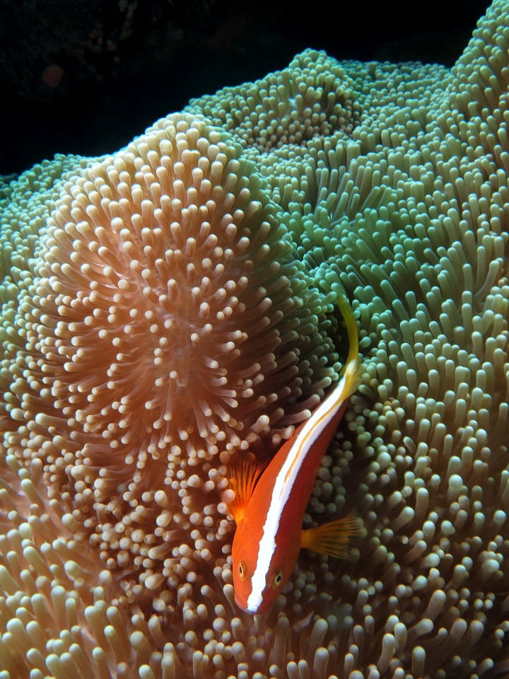 Amphiprion sandaracinos, Stichodactyla mertensii