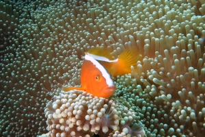 Amphiprion sandaracinos, Stichodactyla mertensii