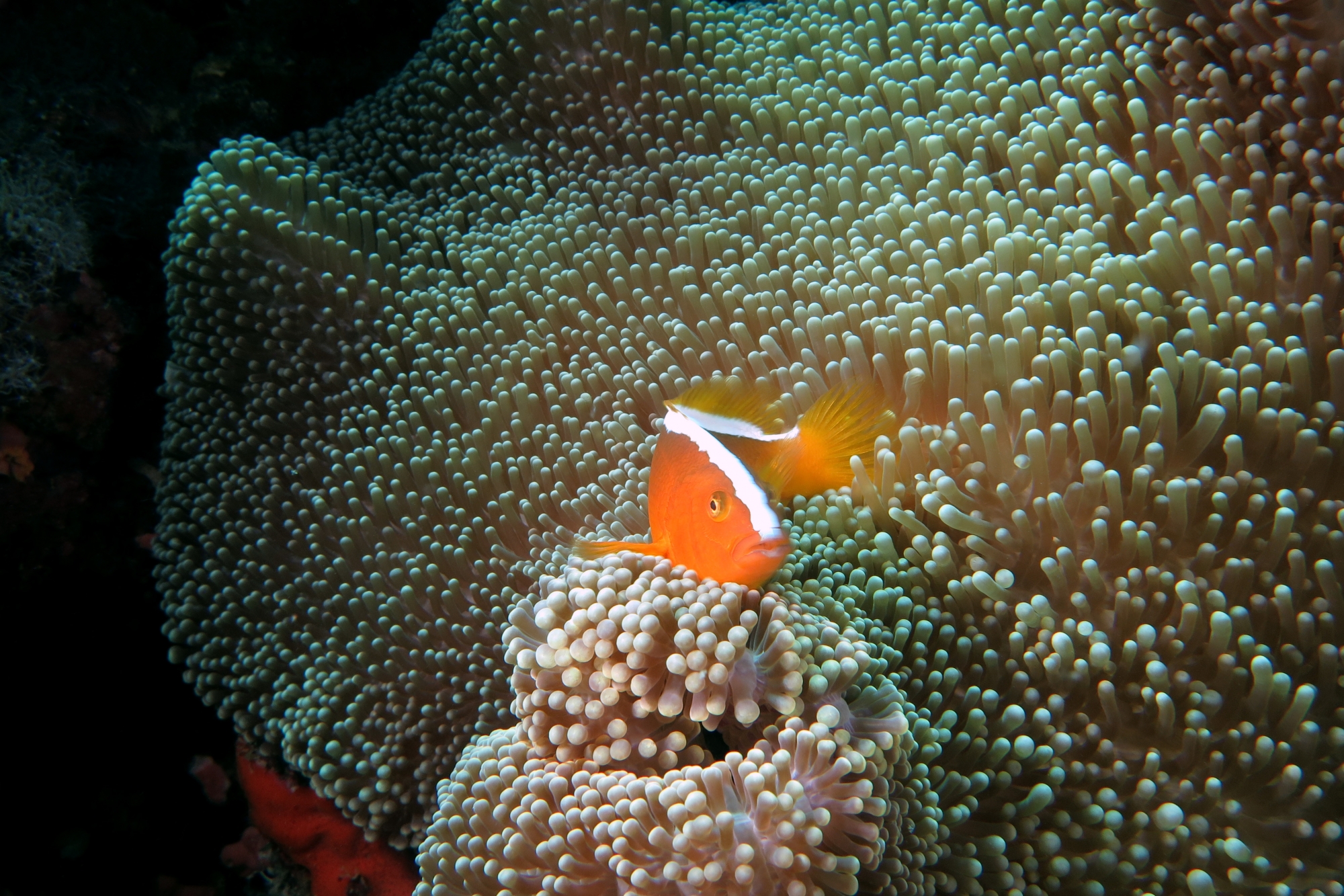 Amphiprion sandaracinos, Stichodactyla mertensii