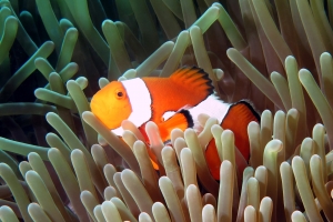 Amphiprion ocellaris, Heteractis magnifica