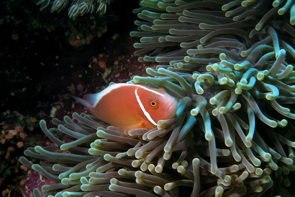 Amphiprion perideraion, Heteractis magnifica