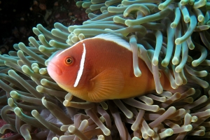 Amphiprion perideraion, Heteractis magnifica