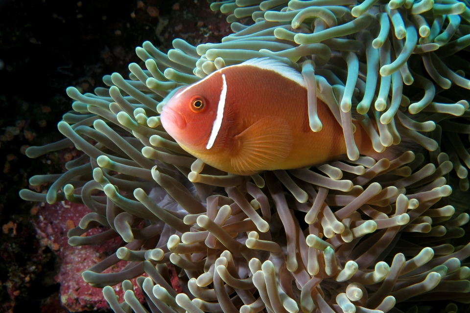 Amphiprion perideraion, Heteractis magnifica