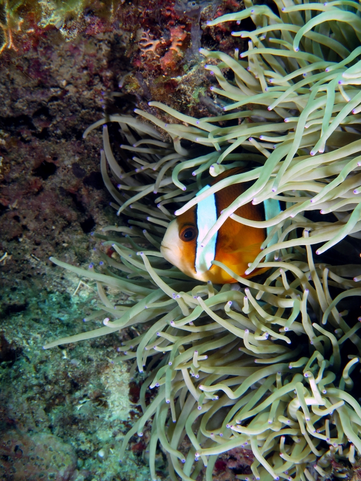 Amphiprion clarkii, Heteractis crispa