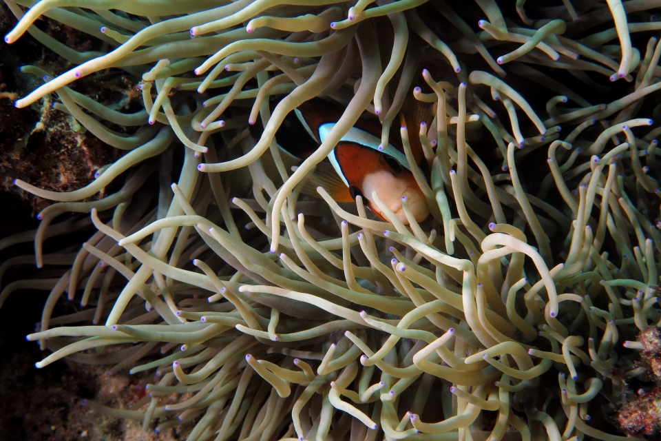 Amphiprion clarkii, Heteractis crispa