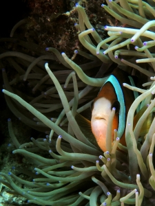 Amphiprion clarkii, Heteractis crispa