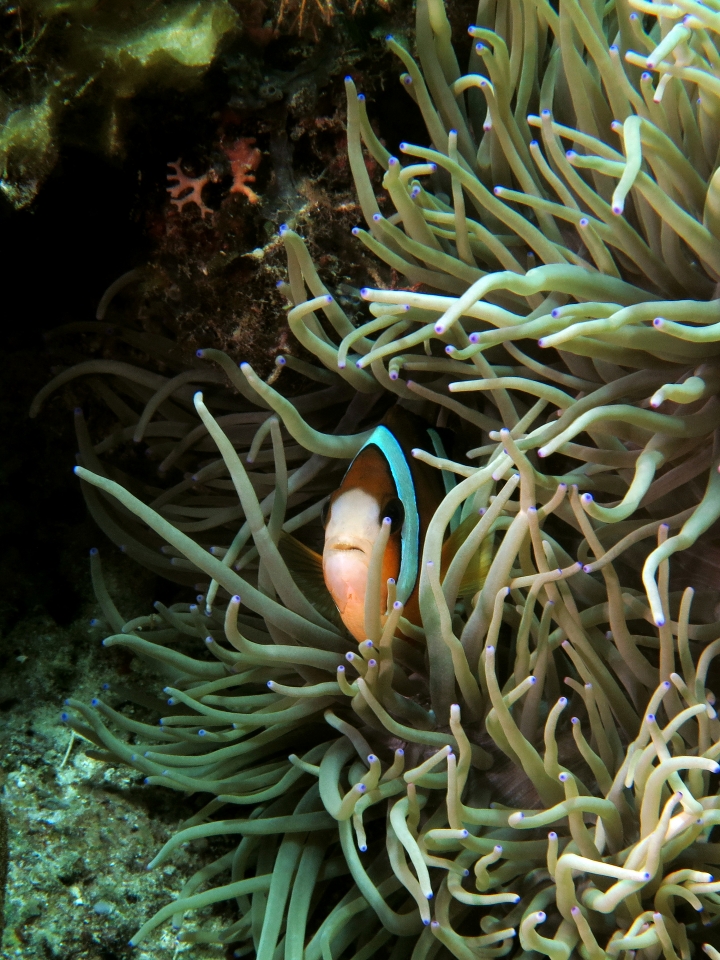 Amphiprion clarkii, Heteractis crispa