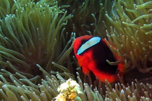 Amphiprion frenatus, Entacmaea quadricolor