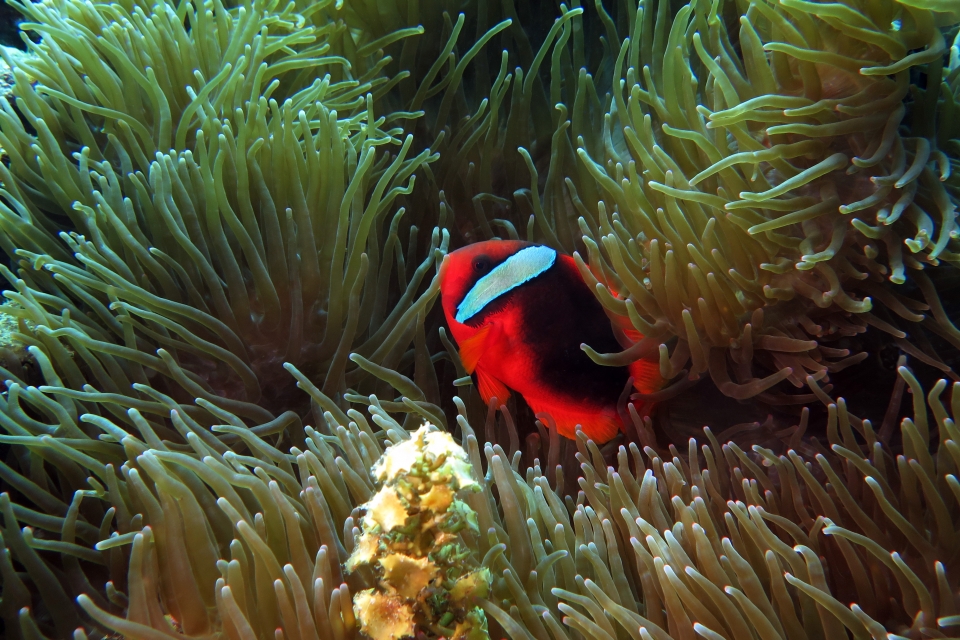 Amphiprion frenatus, Entacmaea quadricolor