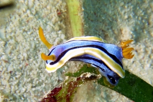 Chromodoris annae