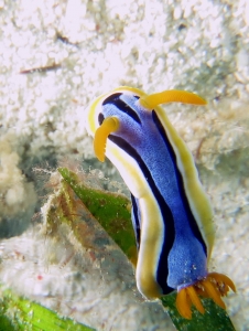 Chromodoris annae