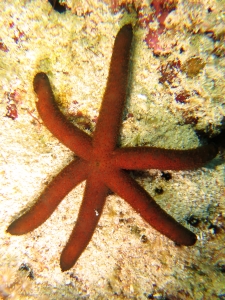 Echinaster luzonicus