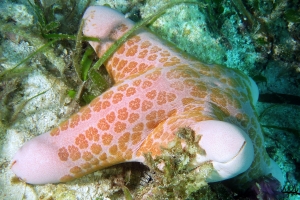 Choriaster granulatus