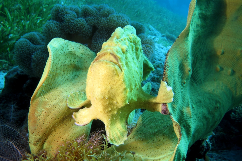 Antennarius commerson, Ianthella basta