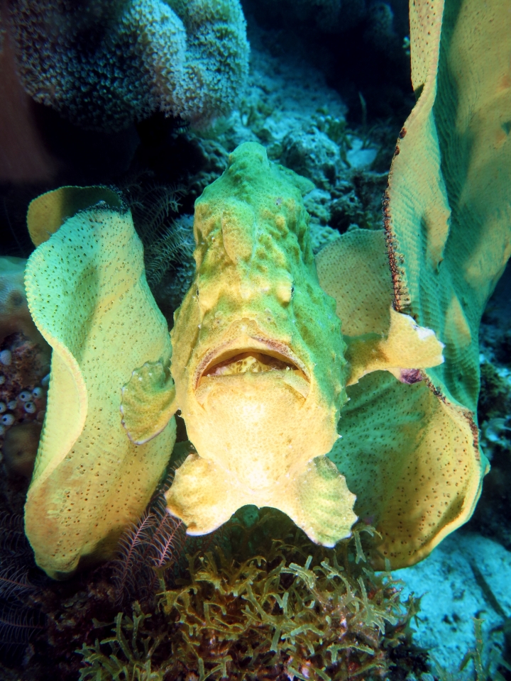 Antennarius commerson, Ianthella basta