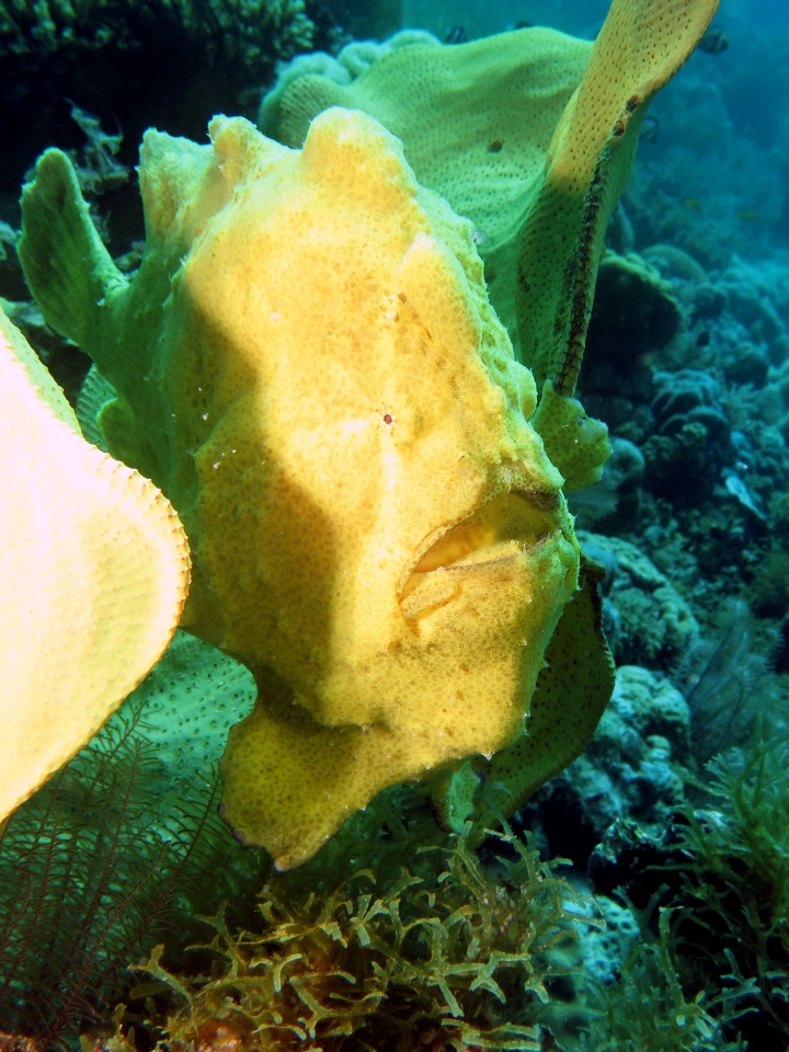 Antennarius commerson, Ianthella basta