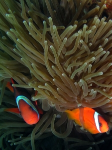 Entacmaea quadricolor, Amphiprion frenatus