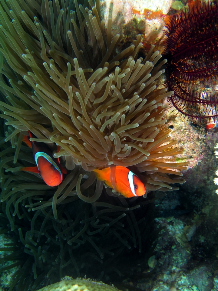 Entacmaea quadricolor, Amphiprion frenatus