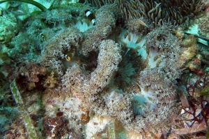 Heteractis aurora, Amphiprion clarkii