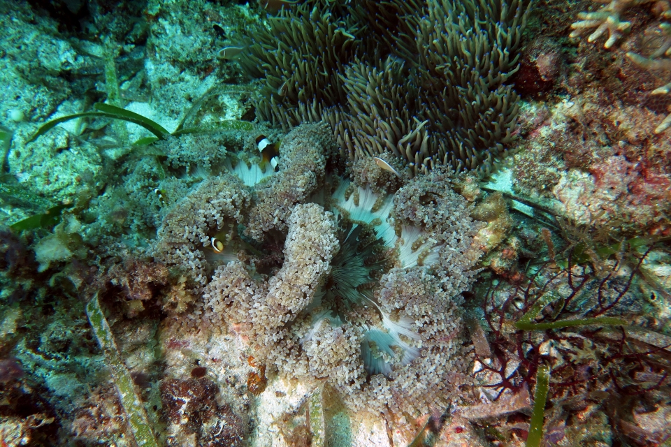 Heteractis aurora, Amphiprion clarkii