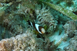 Heteractis aurora, Amphiprion clarkii