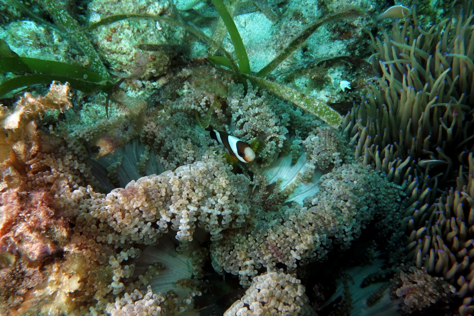 Heteractis aurora, Amphiprion clarkii