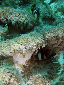 Heteractis aurora, Amphiprion clarkii