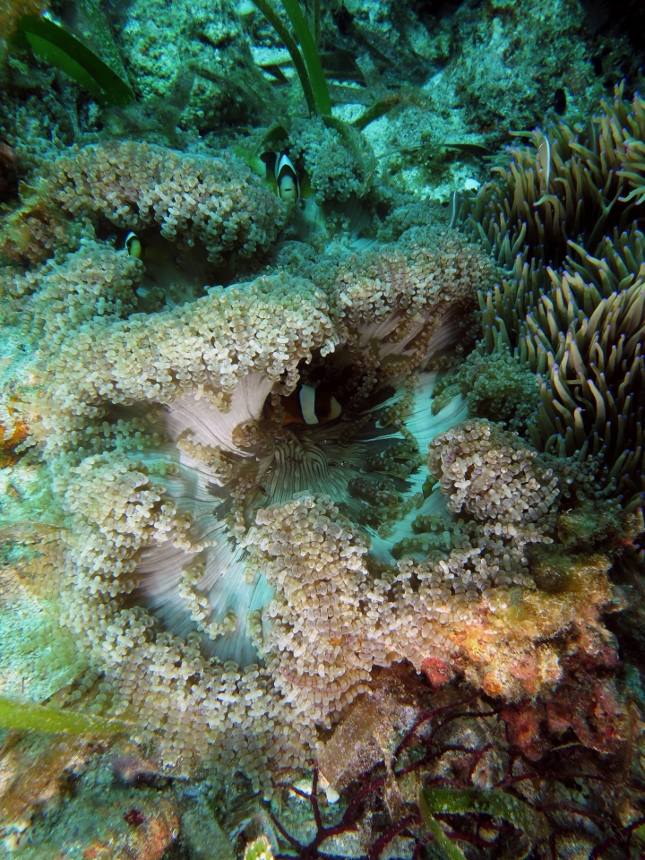 Heteractis aurora, Amphiprion clarkii