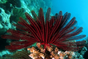 Himerometra robustipinna, Pocillopora sp.