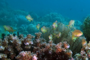 Pseudanthias huchtii