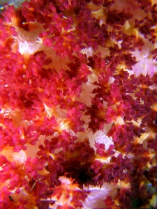 Dendronephthya sp.