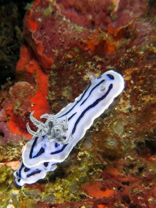 Chromodoris Willani