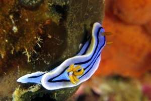 Chromodoris lochi