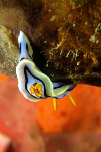 Chromodoris lochi