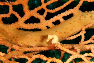 Hippocampus Denise, Muricella sp.