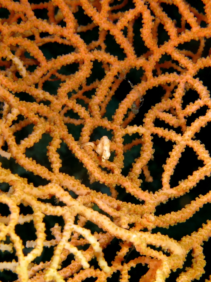 Hippocampus Denise, Muricella sp.