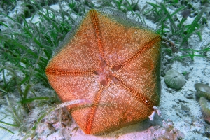 Culcita novaeguineae