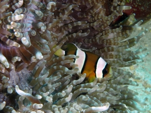 Amphiprion clarkii, Heteractis aurora