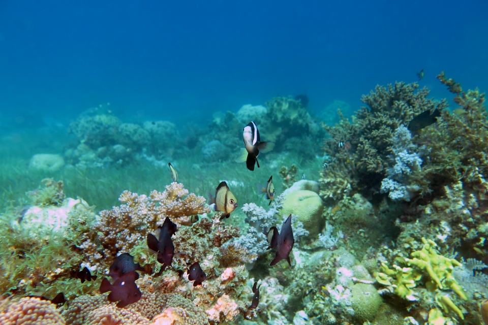 Dascyllus trimaculatus, Dascyllus reticulatus, Amphiprion clarkii