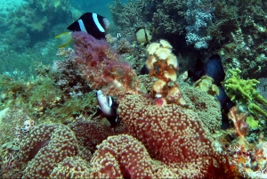 Amphiprion clarkii, Stichodactyla mertensii