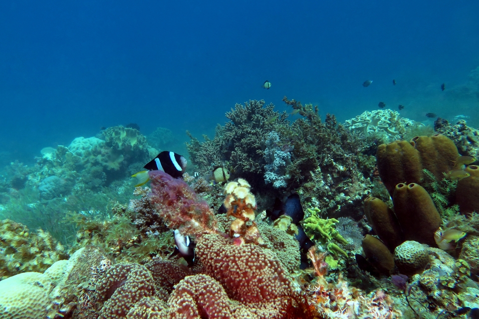 Amphiprion clarkii, Stichodactyla mertensii