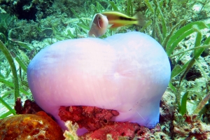 Heteractis magnifica, Amphiprion perideraion