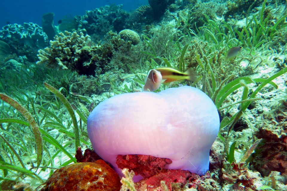 Heteractis magnifica, Amphiprion perideraion